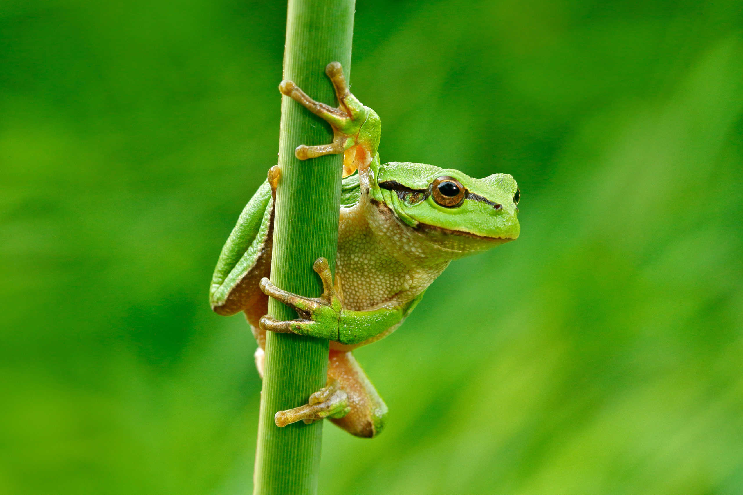 What is KAMBO-Frog Medicine?